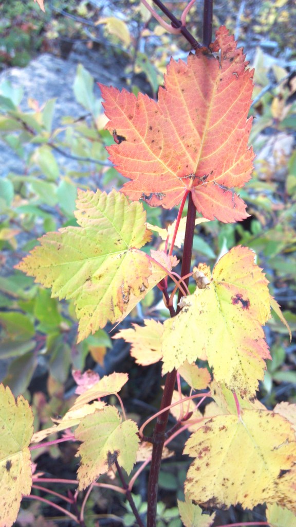 2014-09-16_07-57-01_513