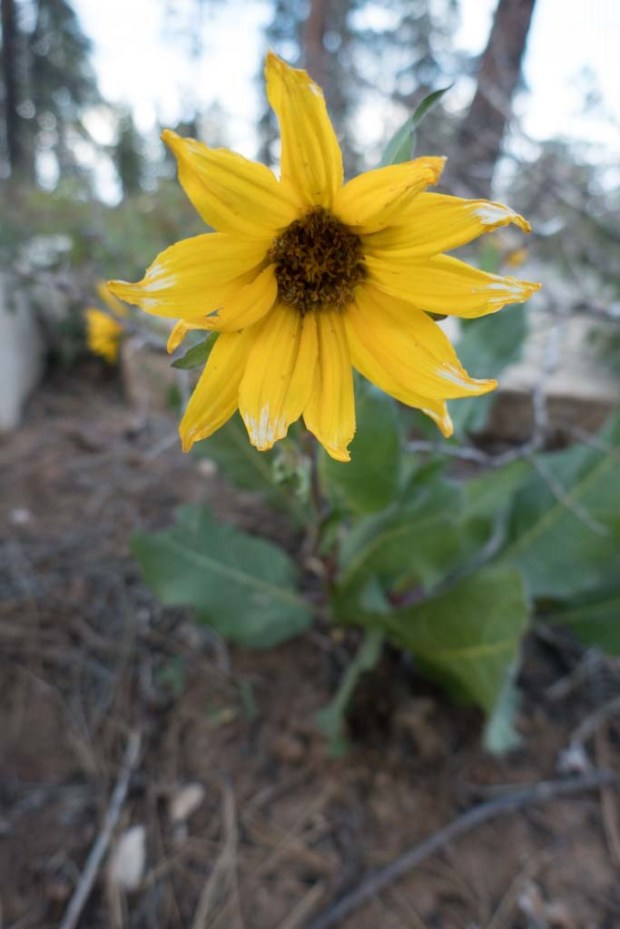 20170528-P1140536 (2)