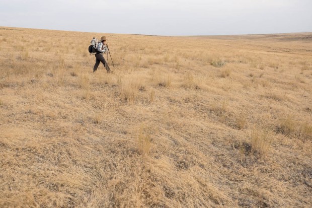 Strollingacrossinvasivegrasses